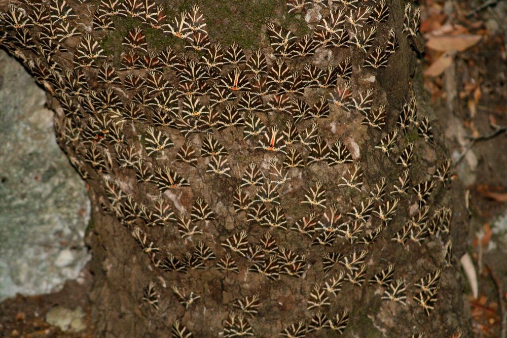 Valley of the Butterflies (Petaloudes)